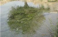 تالاب برم دلک